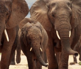 Tour La Pista degli Elefanti