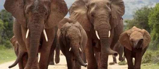 Tour La Pista degli Elefanti