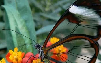 Farfalla Ali di Vetro