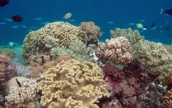 Reef Marsa Alam