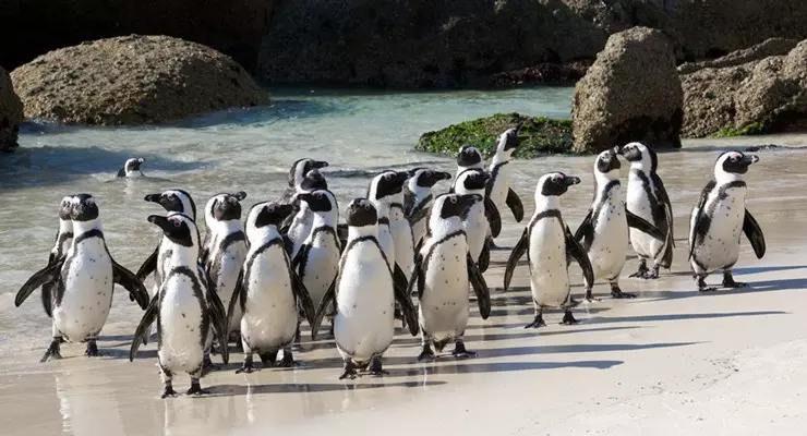 I pinguini di Boulders Beach