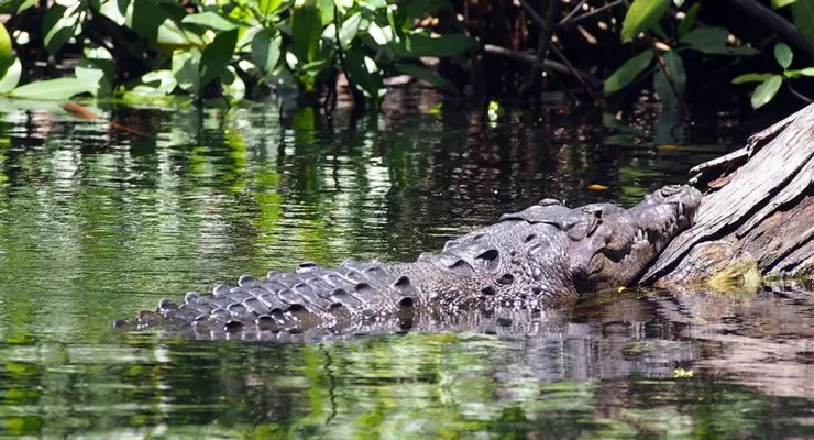 Black River Safari