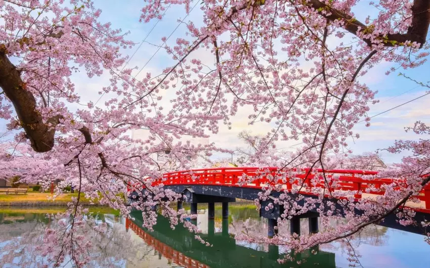Sakura - Giardini Giappone