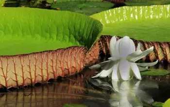 Botanic Garden - Pamplemousses Mauritius