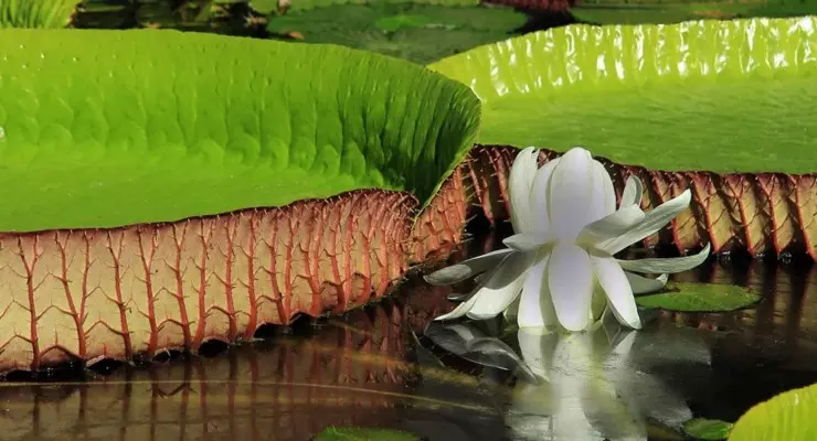 Botanic Garden - Pamplemousses Mauritius
