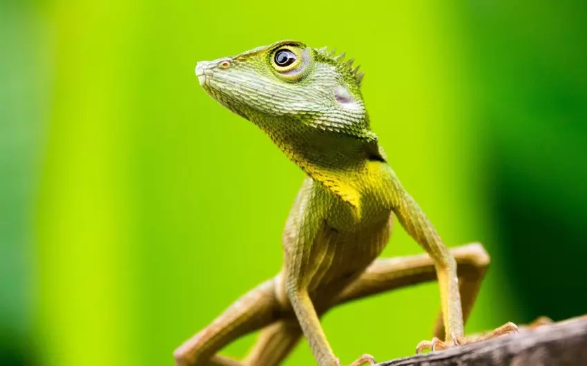 Fauna, Green Crested Lizard