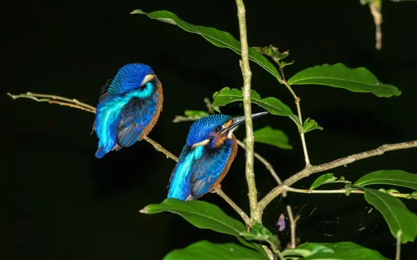Blue eared kingfisher