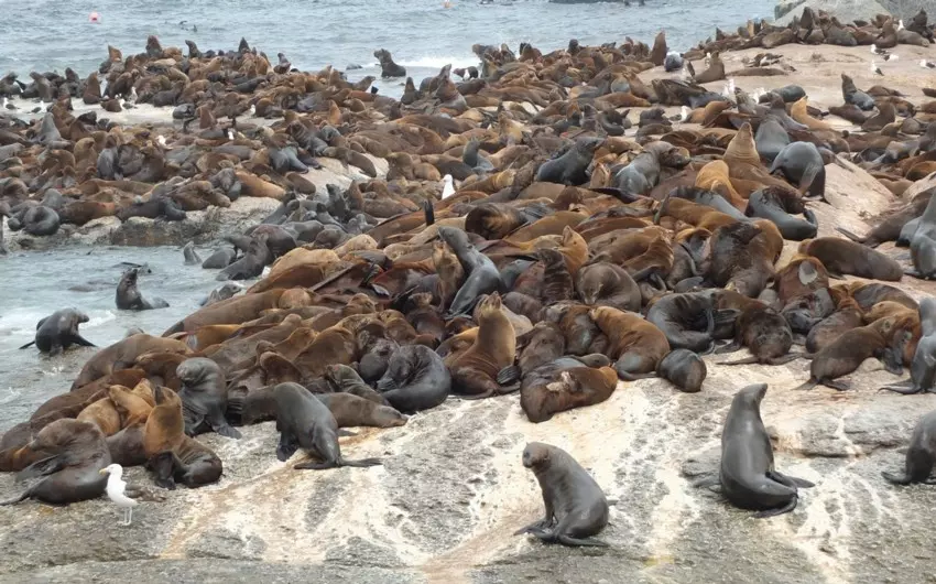 Seal Island Hout Bay