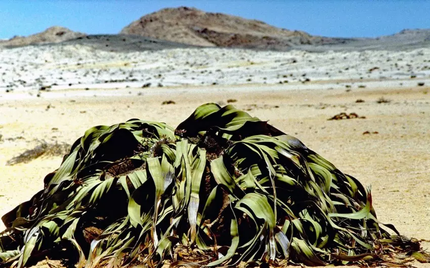 Flora - Welwitschia Pianta Fossile