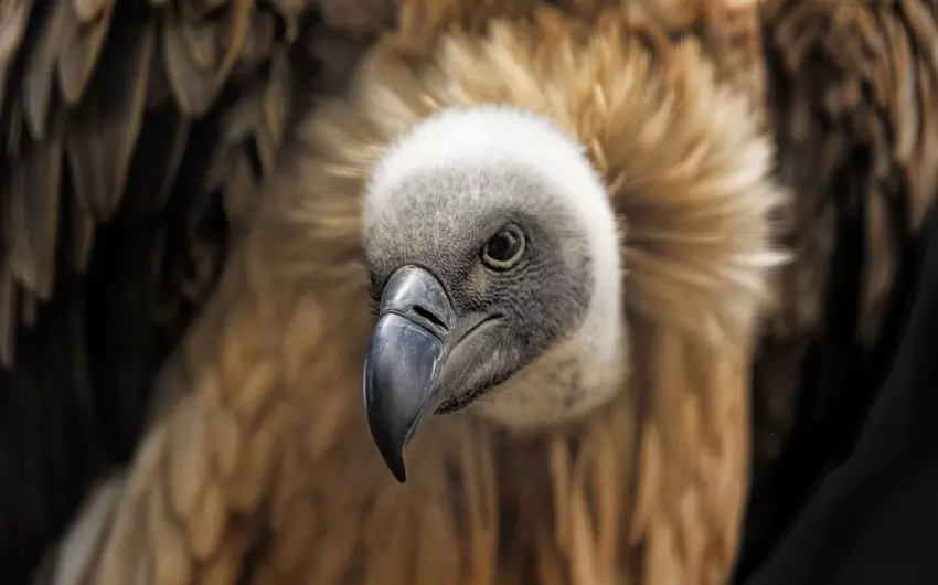 Avvoltoio