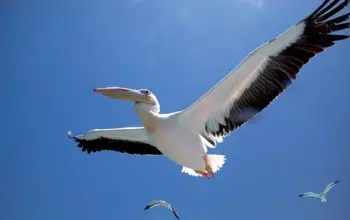 Wolvis Bay Bird