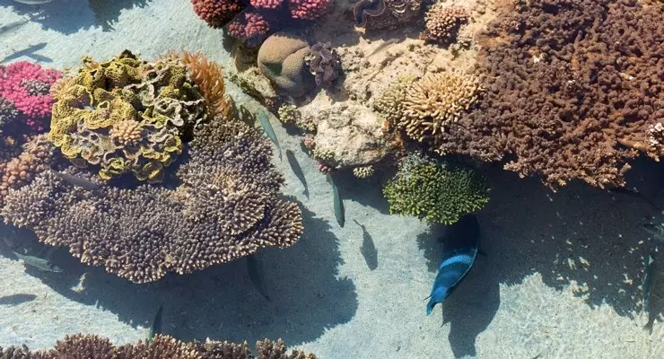 Reef a Zanzibar