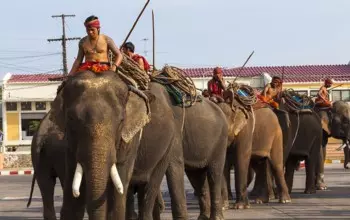 Festival dell'elefante di Surin